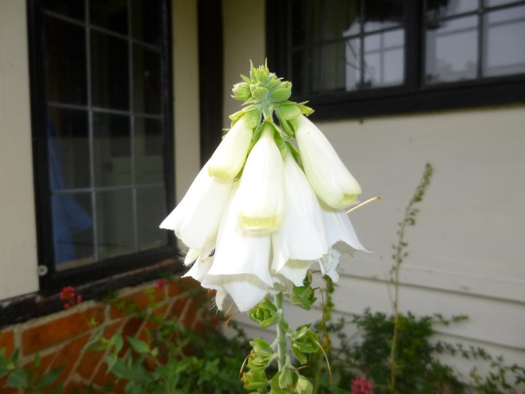 Church Hall Farm Bed And Breakfast Broxted Værelse billede